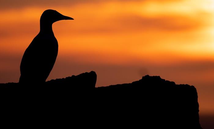 Guillemot - Image Credit: Aidan McCormick